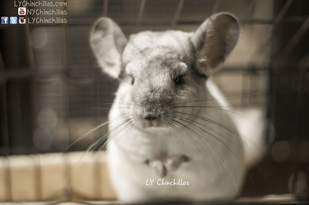 keeping chinchillas cool without ac
