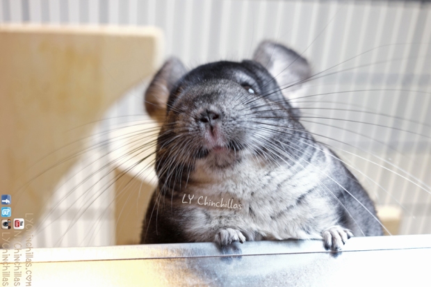 do chinchillas get along with dogs